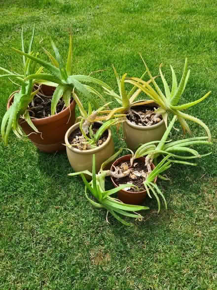 Photo of free Various Aloe Vera plants (Hatch Warren Farm RG22) #1