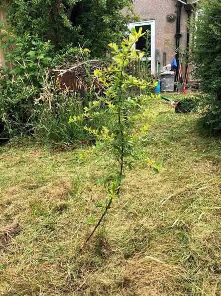 Photo of free 2 x Pyracantha. Fire thorn plants. (Strawberry Hill TW1) #1