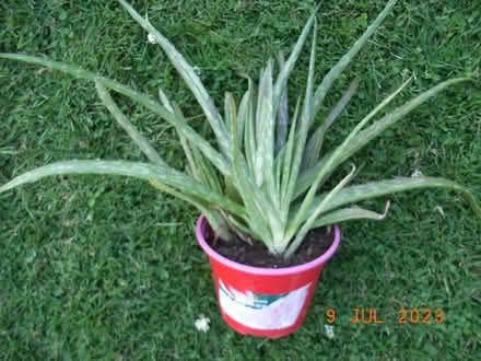 Photo of free Aloe Vera plant (GL53 Leckhampton) #1