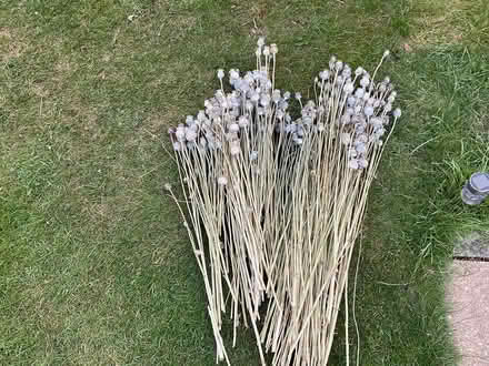 Photo of free Dried , long stem poppies (Mottingham) #2