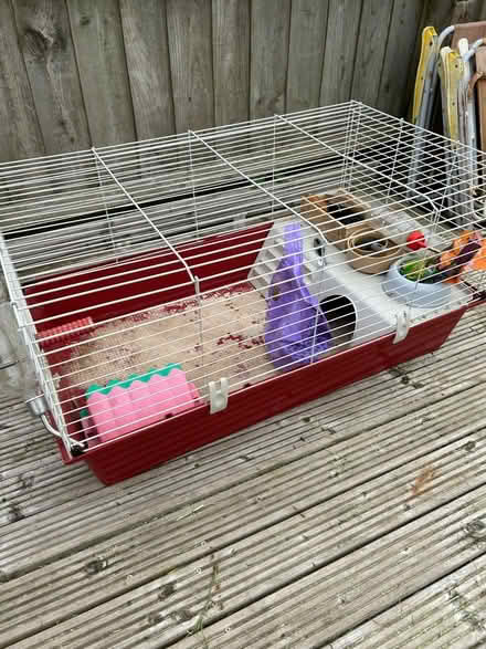 Photo of free Complete Guinea pig set up (HP2) #3