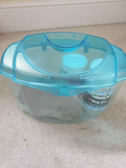 Photo of free Reptile/insect bits (PO19) #1