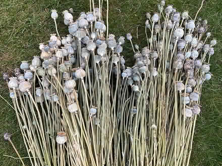 Photo of free Dried , long stem poppies (Mottingham) #1