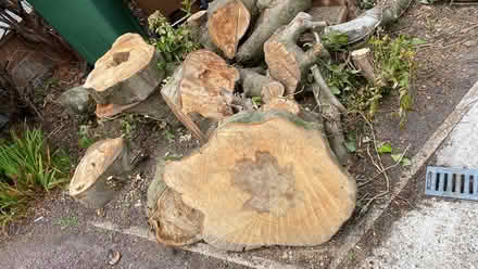 Photo of free Beech logs pictures to follow (Mill Lane crowborough TN6) #2