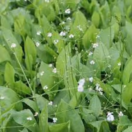 Photo of free Pond Plant (Saxmundham IP17) #1