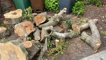 Photo of free Beech logs pictures to follow (Mill Lane crowborough TN6) #1