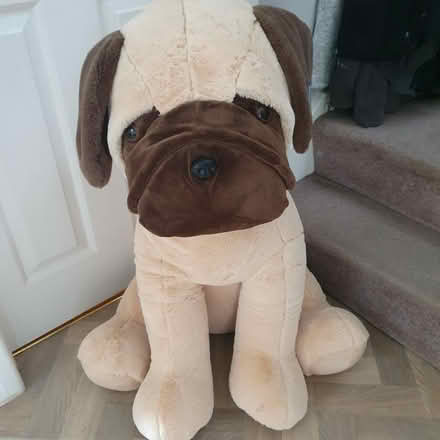 Photo of free Very large Dog (Wimborne BH21) #1