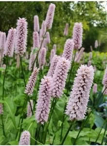 Photo of free Persicaria cutting plant now (Morden SM4) #1