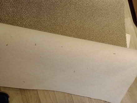 Photo of free New carpet piece (PR5) #1