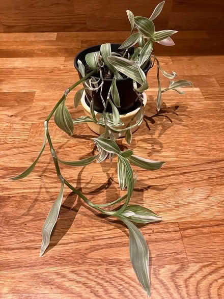 Photo of free Tradescantia (Lamberhurst TN3) #1