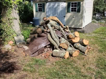 Photo of free Hardwood logs for firewood (Near NVCC)