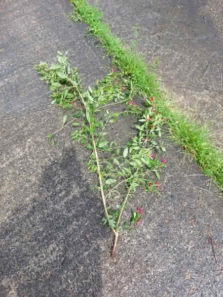 Photo of free Fuschia sapling (Radcliffe M26) #1