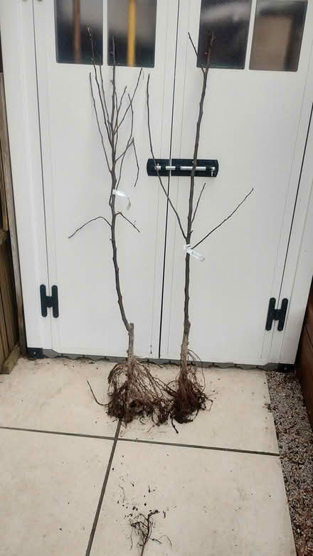 Photo of free Bare rooted apple trees (Orpington) #1