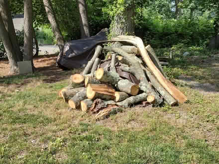 Photo of free Hardwood logs for firewood (Near NVCC)