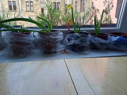 Photo of free Aloe vera plants (Maryhill) #1