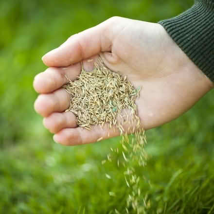 Photo of Grass seeds (Walthamstow) #1