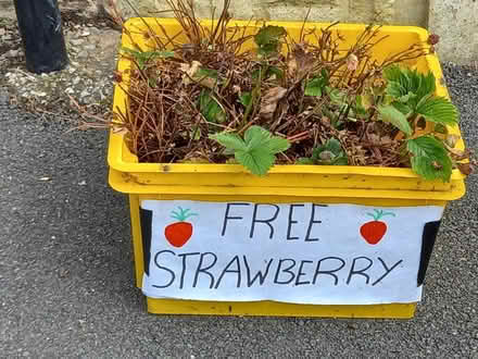 Photo of free Strawberry plants (Ecclesfield S5) #1