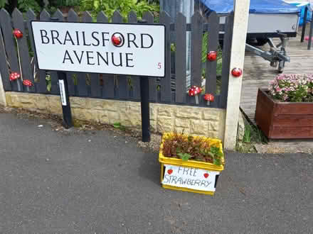 Photo of free Strawberry plants (Ecclesfield S5) #2