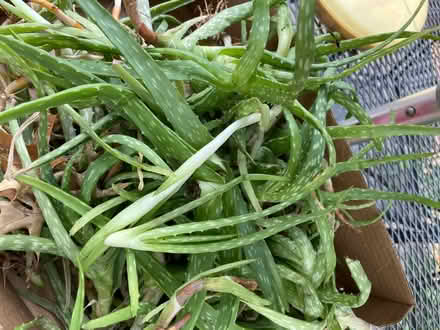 Photo of free Jade Plant Cuttings (Raytown) #2