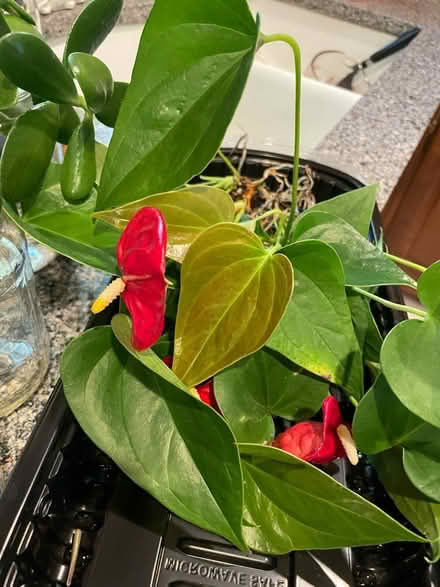 Photo of free Jade Plant Cuttings (Raytown) #3