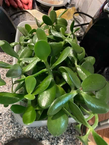 Photo of free Jade Plant Cuttings (Raytown) #1