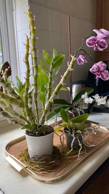 Photo of free Orchids (Glanadda LL57) #1