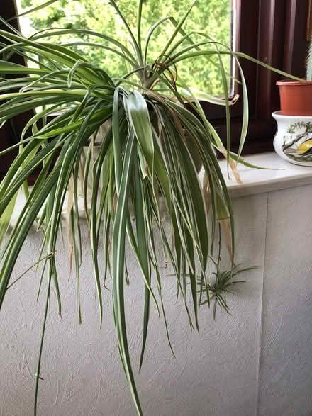 Photo of free Spider plants (Chelston,Torquay) #2