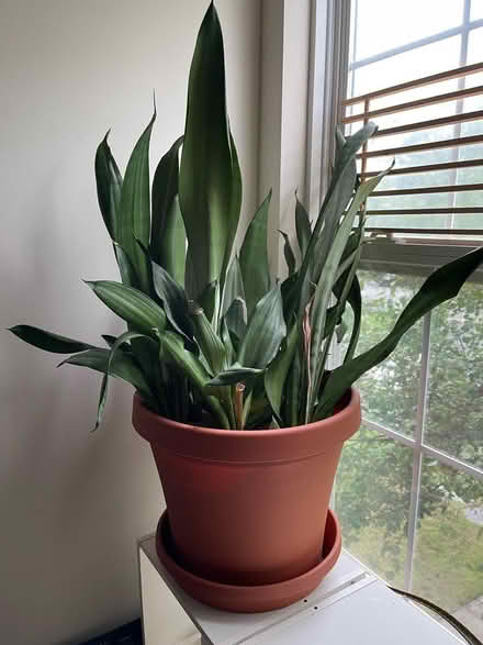 Photo of free Snake plant needing attention/care (Piney Orchard) #1