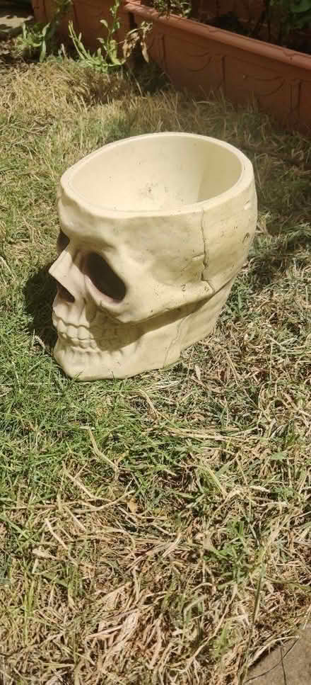 Photo of free Skull ornament / bowl / Halloween (Portslade) #2