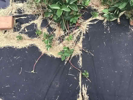 Photo of free strawberry runners (Philadelphia Germantown) #1