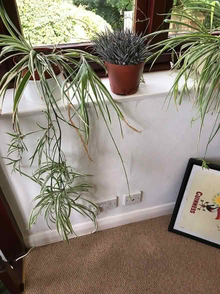 Photo of free Spider plants (Chelston,Torquay) #1