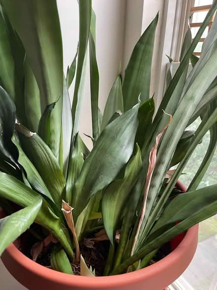 Photo of free Snake plant needing attention/care (Piney Orchard) #2