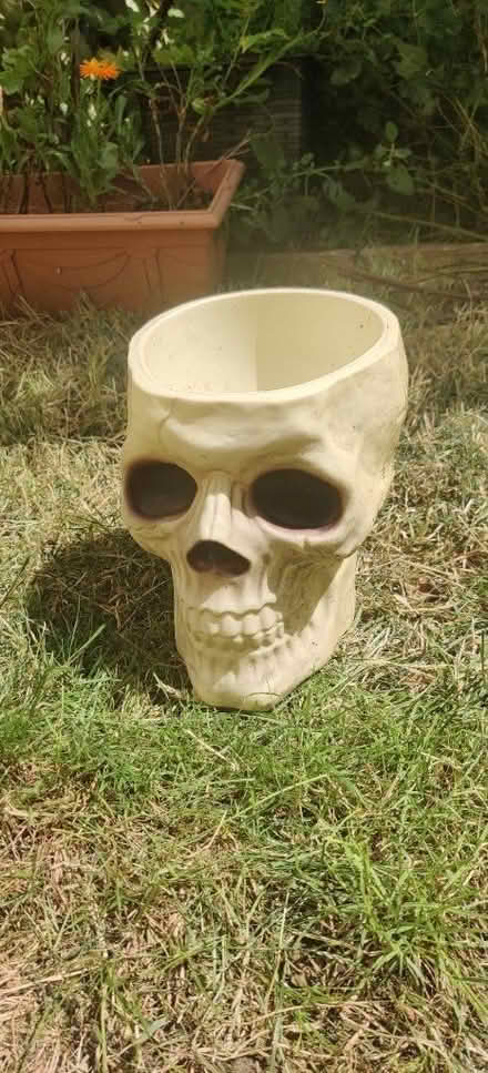Photo of free Skull ornament / bowl / Halloween (Portslade) #1