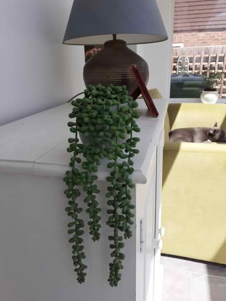 Photo of free Artificial plant (Horsham) #1