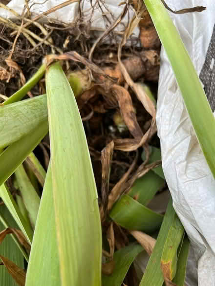 Photo of free Classic Purple Iris rhizomes (Congress Heights DC) #4