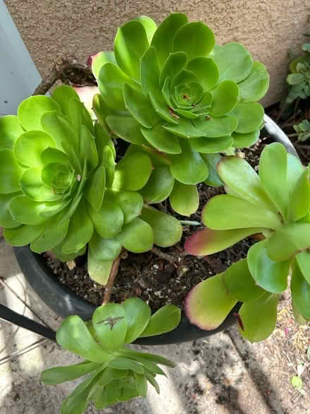 Photo of free Succulents (Grover Beach, Oak Pk near Vons) #1