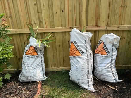 Photo of free Classic Purple Iris rhizomes (Congress Heights DC) #2