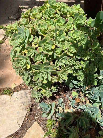 Photo of free Succulents (Grover Beach, Oak Pk near Vons) #2