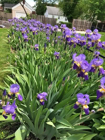 Photo of free Classic Purple Iris rhizomes (Congress Heights DC) #1