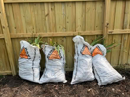 Photo of free Classic Purple Iris rhizomes (Congress Heights DC) #3