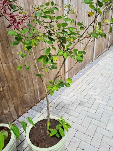 Photo of free Outdoor shrub (Hatch Warren Farm RG22) #1