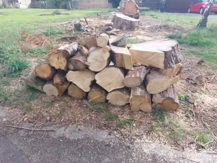 Photo of free Soft wood logs (Easterton SN10) #2