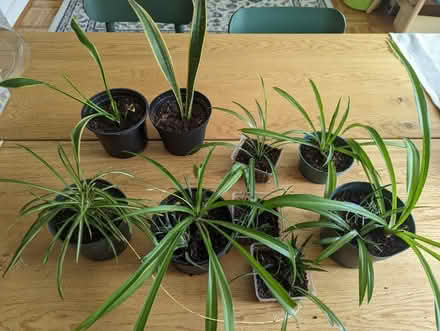 Photo of free Snake plant and spider plants (20008, near BreadFurst) #1