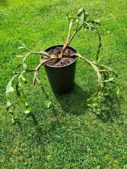Photo of free Easter/Christmas cactus (Hatch Warren Farm RG22) #1