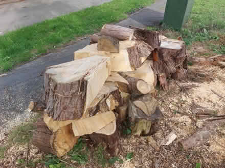 Photo of free Soft wood logs (Easterton SN10) #1