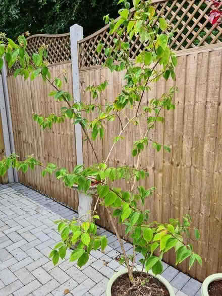 Photo of free Tall outdoor shrub (Hatch Warren Farm RG22) #1
