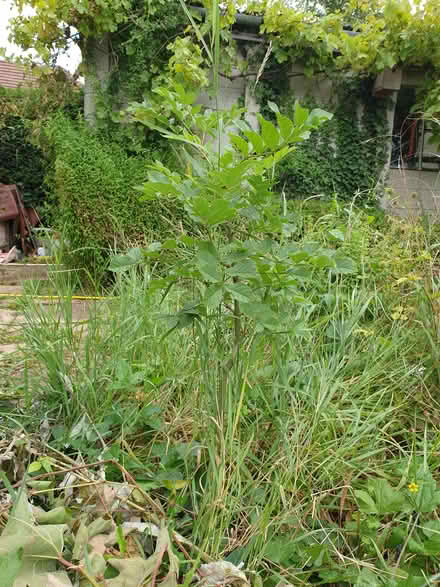 Photo of free Ash tree sapling (Letchworth SG6) #1