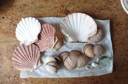 Photo of free Sea shells (Sheddingdean RH15) #1