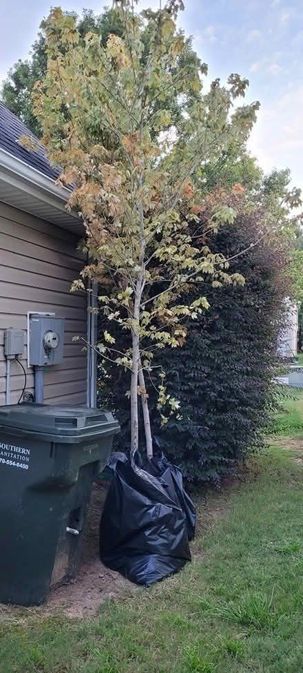Photo of free 2 Maple Trees - Apx. 10 to 15 ft (Loganville) #3