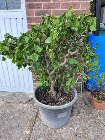 Photo of free Twisted Hazel (ME14 (Detling)) #1